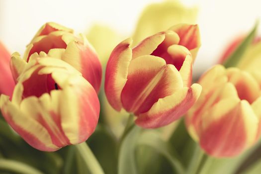 Red and yellow tulips in a bouquet close up.