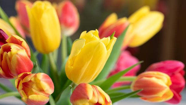 Red and yellow tulips in a bouquet close up, horizontal banner.
