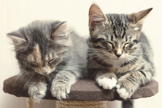 Two cute gray kittens sleeping on the cat furniture at home.