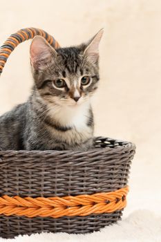 Cute gray tabby kitten sits in a wicker basket on a background of a cream fur plaid, vertical image.