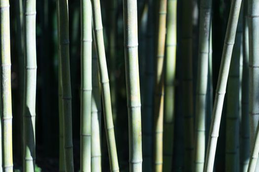 Green bamboo trunks illuminated by the sun on a dark background