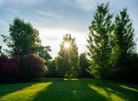 Natural landscape with a view of a beautiful Park and trees.