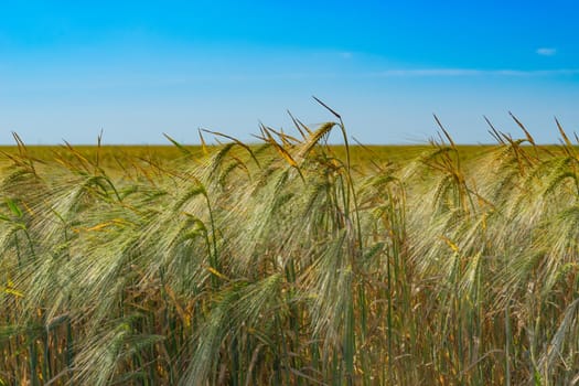 Wheat ears against the blue sky on a Sunny day