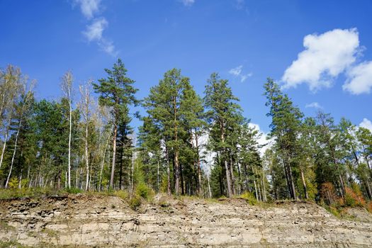 Natural landscape with trees on a blue sky background.