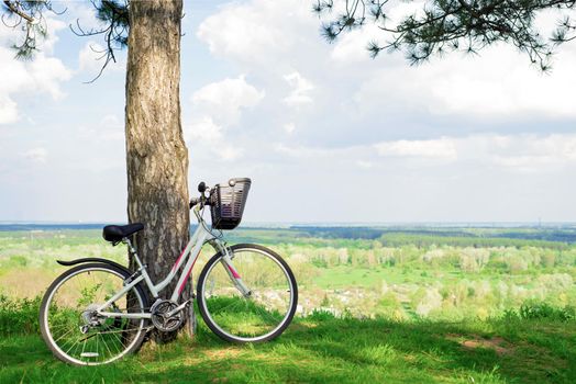 a white bicycle in a small clearing in the forest leaning against a pine trunk