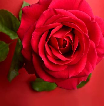 A close up macro shot of a red rose flower