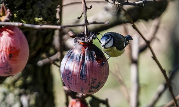 blue tit bird standing on a shit plant waiting for food