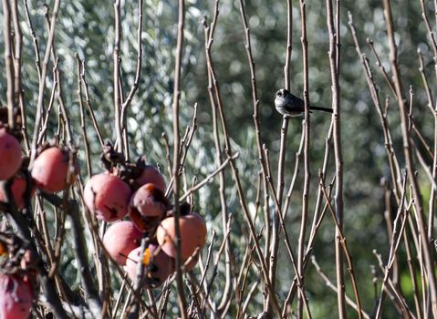 blue tit bird standing on a shit plant waiting for food