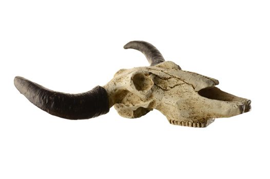 A replica Rams head skull isolated over a white background.
