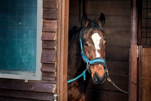 racing horse in a stable on a farm.