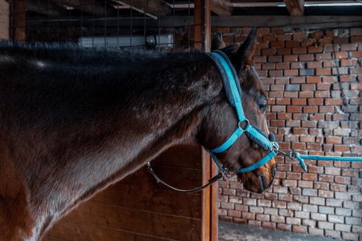 racing horse in a stable on a farm.
