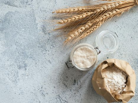 Wheat sourdough starter. Top view of bread making ingredients - glass jar with sourdough starter, flour in paper bag and ears over gray cement background. Copy space for text or design.