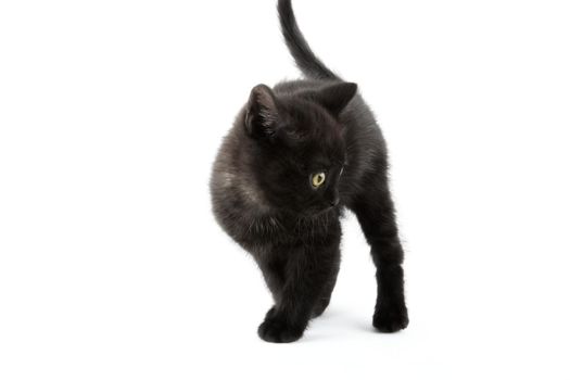 Small black British Shorthair kitten isolated on white background.