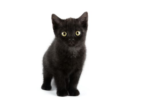 Small black British Shorthair kitten isolated on white background.