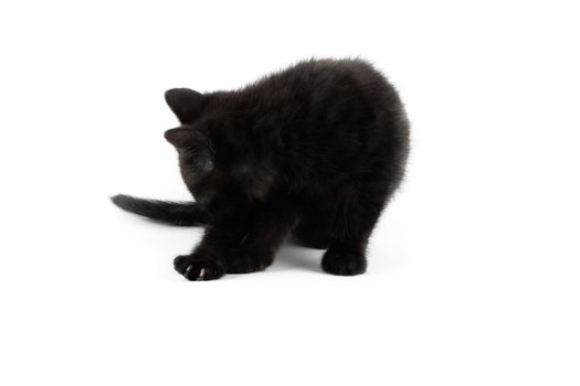 Small black British Shorthair kitten isolated on white background.