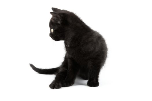 Small black British Shorthair kitten isolated on white background.