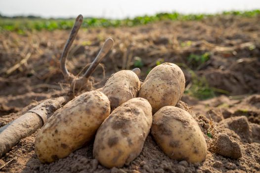 Newly dug or harvested potatoes in a farm field with hoe in a low angle view on rich brown earth in a concept of food cultivation
