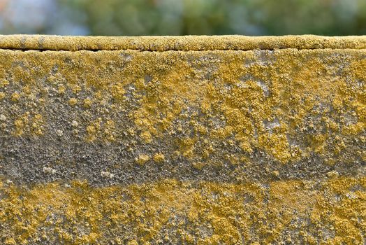 The old rough wall is covered with lichen and yellow moss on the surface.Texture or background