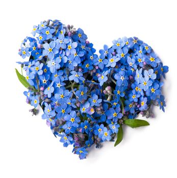 Forget me not, little flowers in heart shape, isolated on white