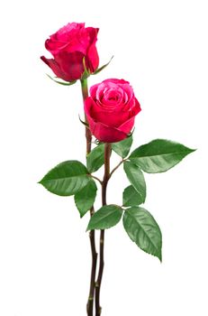 isolated pink roses flower on a white background