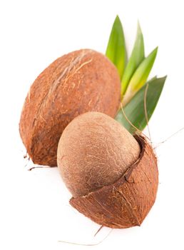 Coconuts with leaves on a white background.