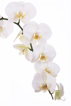 Branch with beautiful tropical orchid flowers on white background