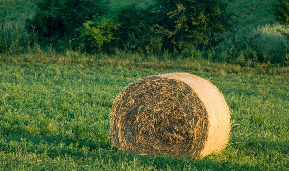 Hay roll on countryside field, autumn harvest