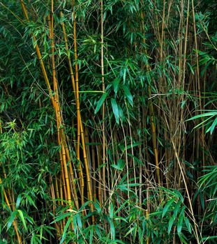 Bamboo stalks in tropical forest