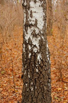 Birch wood tree close up composition