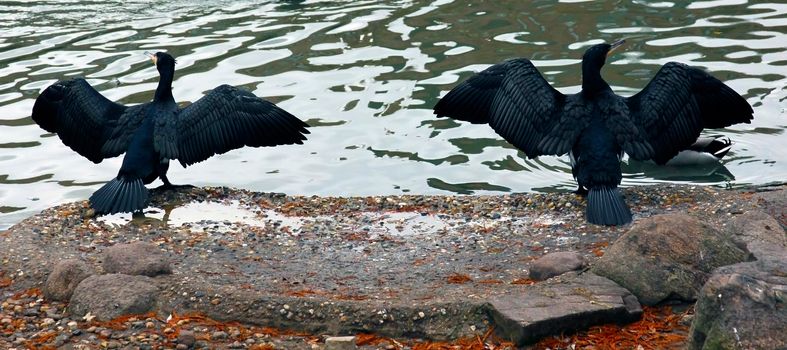 Black birds drying their feathes by the riverside