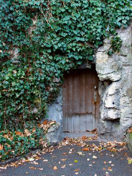 Old wooden door of the antique stone house with overgrown with ivy leaves