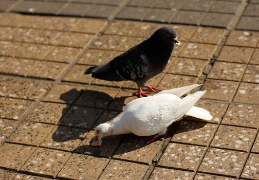 Two doves eating bread crumbs on the street