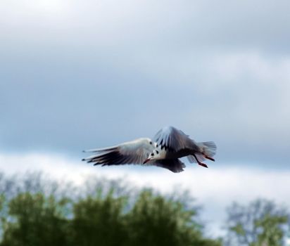 Flying seagull over trees