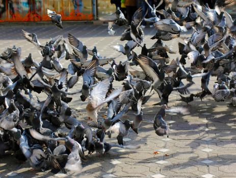 Flock of pigeons flapping wings wildly and taking off
