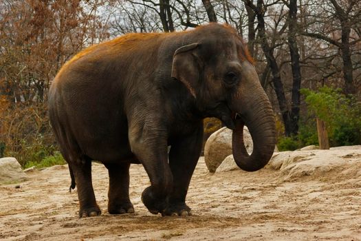 Young asian red hair elephant walking and eating in peace