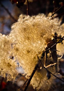 Fluffy Clematis Vitalba dried flower, also known as Old man's beard and Traveller's joy
