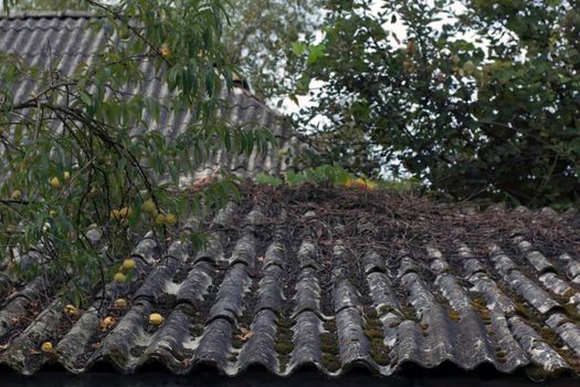 Aprocits over a asbestos tile roof background