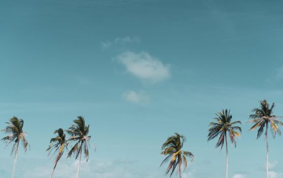 Minimal tropical coconut palm tree in summer with sky background. Copyspace you can put text on. Vintage film color tone style.