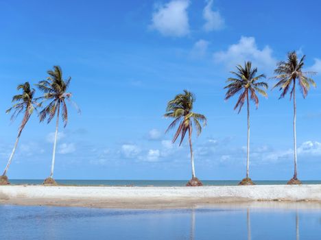 Minimal tropical coconut palm tree in summer with sky background. Copyspace you can put text on. Vintage film color tone style.