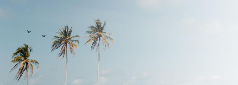 Minimal tropical coconut palm tree in summer with sky background. Copyspace you can put text on. Vintage film color tone style.