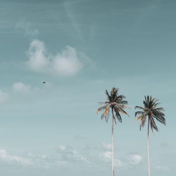 Minimal tropical coconut palm tree in summer with sky background. Copyspace you can put text on. Vintage film color tone style.