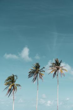 Minimal tropical coconut palm tree in summer with sky background. Copyspace you can put text on. Vintage film color tone style.