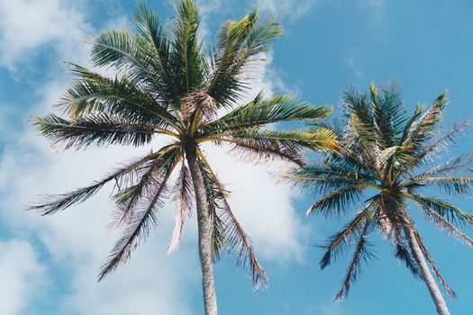 Minimal tropical coconut palm tree in summer with sky background. Copyspace you can put text on. Vintage film color tone style.