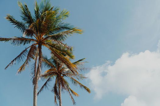 Minimal tropical coconut palm tree in summer with sky background. Copyspace you can put text on. Vintage film color tone style.