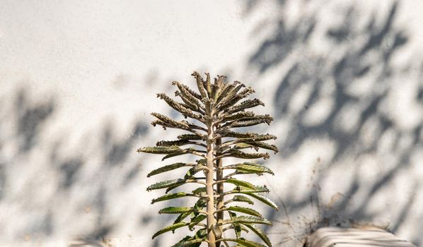 Side view on Kalanchoe Delagoensis. The plant is also know as Mother of Millions, Devil's Backbone and Chandlier Plant. Copy space, Selective focus.