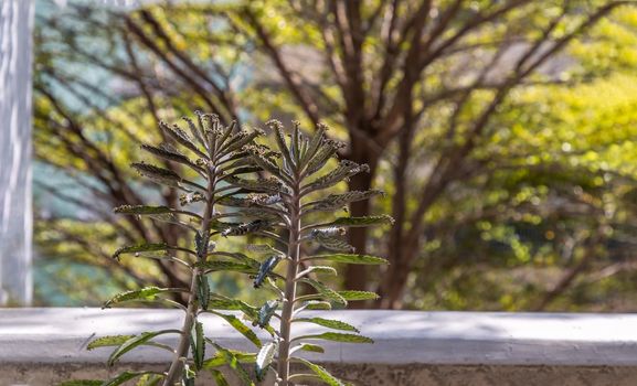 Side view on Kalanchoe Delagoensis. The plant is also know as Mother of Millions, Devil's Backbone and Chandlier Plant. Copy space, Selective focus.