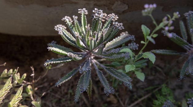 Small buds of Kalanchoe Delagoensis. The plant is also know as Mother of Millions, Devil's Backbone and Chandlier Plant.Selective focus.