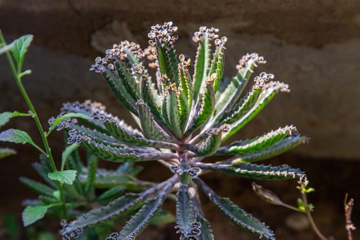 Small buds of Kalanchoe Delagoensis. The plant is also know as Mother of Millions, Devil's Backbone and Chandlier Plant.Selective focus.