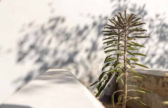 Side view on Kalanchoe Delagoensis. The plant is also know as Mother of Millions, Devil's Backbone and Chandlier Plant. Copy space, Selective focus.