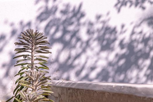 Side view on Kalanchoe Delagoensis. The plant is also know as Mother of Millions, Devil's Backbone and Chandlier Plant. Copy space, Selective focus.
